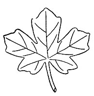 Рис. 66. Укороченный лист клена