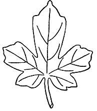 Рис. 67. Удлиненный лист клена